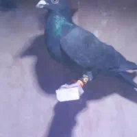 حیون گرفتنی|پرنده|سبزوار, شهرک جهاد|دیوار