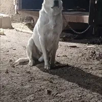 واگذاری توله آلابای|سگ|اصفهان, ارغوانیه|دیوار