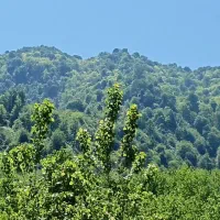 ویلاماسال دردل جنگل با منظره زیبا