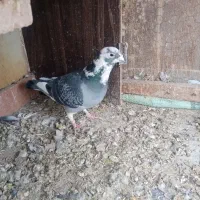 کبوتر مسافتی