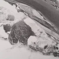 فروش انواع دیوارپوش ،ماربل،ترمووال قرنیز|مصالح و تجهیزات ساختمان|بندر انزلی, معلم|دیوار