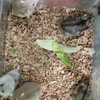 همستر مینیاتوری با پدر و مادر|موش و خرگوش|تهران, شادآباد|دیوار