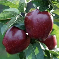 اکیپ سیب چین هستیم