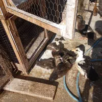 مرغ خروس بلدرچین غاز|حیوانات مزرعه|سنگر, |دیوار