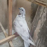 کفتر کله دارعالی نر