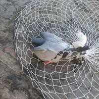 تله کفتر تله.کفتر صید کبوتر تله مینا|لوازم جانبی حیوانات|مشهد, کوی دروی|دیوار