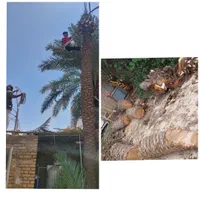 بریدن نخل قطع نخل هرس نخل درخت استاد نخل سمپاشی|خدمات باغبانی و درختکاری|اهواز, گلستان|دیوار