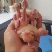 عروس هلندی.  طوطی