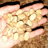 بذر باقلای شاخ بزی