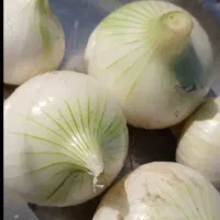 پیاز سفید کشکی