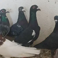 دست کفتری ۳۵ تایی|پرنده|نورآباد ممسنی, |دیوار