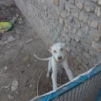 سگ سرابی اصیل|سگ|قیدار, |دیوار