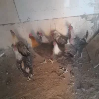 مرغ وخروس براکل|حیوانات مزرعه|بیرجند, |دیوار