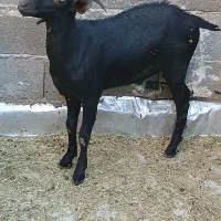 بز مورسیاه|حیوانات مزرعه|بندر ماهشهر, |دیوار