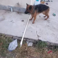 چند عدد ماده سگ پژدر ،سرابی ژرمن