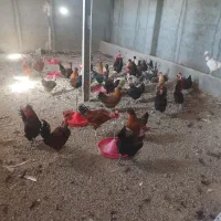 فروش مرغ و خروس محلی