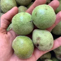 گردو تویسرکان پوست کاغذی