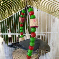 جوجه طوطی برزیلی ۵ماهه