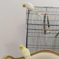 عروس هلندی فقط معاوضه با گلدین