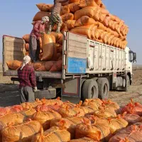 بذر بادام زمینی رقم گلی
