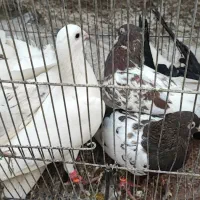 جفتگاه رنگه