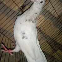 کبوتر 2 یا 3 پره پرخال. سینه هست