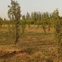 درخت آلوچه پفکی|خدمات باغبانی و درختکاری|بکتاش, |دیوار