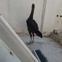 جوجه مرغ لاری 4 ماهه اصل