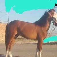 اسب نریان یکسال خوش قدو قامت