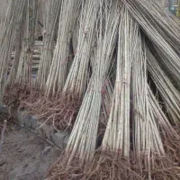 نهال صنوبر ( قلمه)