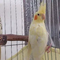 عروس هلندی لوتینو