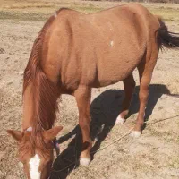 سه تا اسب اروم ویورقه|اسب و تجهیزات اسب‌سواری|سرولایت, |دیوار