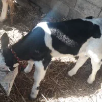 گاو گوساله دار یکجا به فروش میرسد توافقی