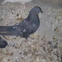 ۳تا کله سیاه