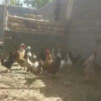فروش مرغ و خروس سالم و بومی