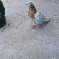 نر عالی خارجی ۱۰ ساعتی هرروز پشت ۷ اومده