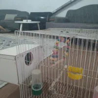 قفس پرنده بزرگ با لونه اش ۳۰۰همش باهم|لوازم جانبی حیوانات|مشهد, انقلاب|دیوار