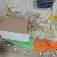 دو عدد عروس هلندی نر و ماده|پرنده|زاوه, |دیوار