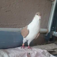 کبوتر سینه سفید