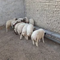 ۱۳ عدد بره ۱۰ تا نر و۳تا ماده