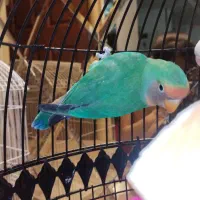 طوطی برزیلی