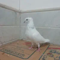 نر کلدار پرشی سنگین در جه یک