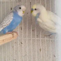 مرغ عشق رنگین کمانی