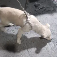 سگ اشپیتز|سگ|پاکدشت, خاتون آباد|دیوار