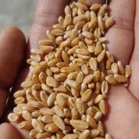 بذر گندم پیشگام چاق در جه یک دیم باران|عمده‌فروشی|خنداب, |دیوار