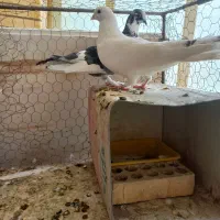 کبوتر پا پر|پرنده|اصفهان, طامه|دیوار