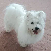 سگ خانگی|سگ|خمین, |دیوار