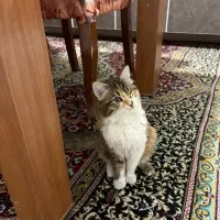 واگذاری گربه