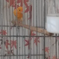 نر سرخ رنگ طبیعی جوجه امسال قیمت ۱۵۰۰ مقطوع