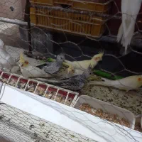 جوجه عروس هلندی سرلاکی تا ۵ ماه دستی  مرغ عشق